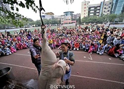 Trường tiểu học &#8216;trình diễn&#8217; mổ lợn để giáo dục học sinh