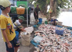 Cá bè trên sông Đồng Nai lại chết hàng loạt