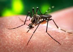 Các nước Trung-Nam Mỹ vật lộn với dịch bệnh virus Zika