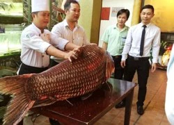 Chi gần nửa tỷ mua cá hô "khủng", nặng 130kg