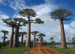 Chiêm ngưỡng cây baobap 800 năm tuổi ở Madagascar