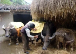 Chủ động đối phó rét hại, băng tuyết vùng núi, gió mạnh trên biển