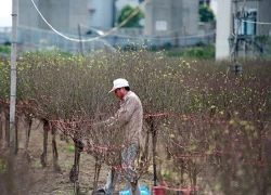 Độc đáo đào lũa cổ hình dáng lạ chơi Tết