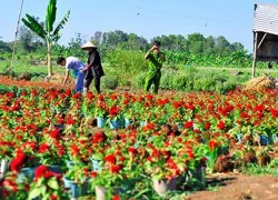 Hàng ngàn chậu hoa tết bị đập, quật trơ gốc