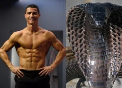 Ronaldo khoe cơ thể giống hệt&#8230; rắn hổ mang