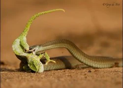 Tắc kè hoa chết thảm khi quyết chiến với rắn độc boomslang