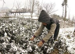 'Thời tiết cực đoan vẫn đang chờ đón chúng ta ở năm 2016'