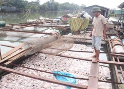 Tranh cãi về nguyên nhân cá bè chết trên sông Đồng Nai