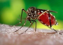 Virus Zika không ngừng lây lan tại Mỹ Latin