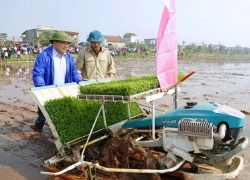 Bí thư, Chủ tịch Hà Nội đi cày, cấy cùng nông dân