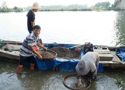 Đầu năm mới, dân "trúng mánh" bội thu hến