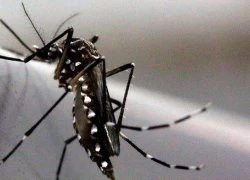 Đề xuất triệt sản muỗi đực để ngăn virus "ăn não" Zika