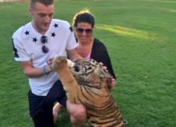 Jamie Vardy bạo gan chơi với... hổ