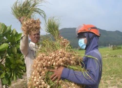 Lý Sơn mất mùa "vàng trắng"