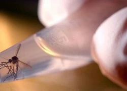 Mỹ: FDA ban hành hướng dẫn mới về virus Zika