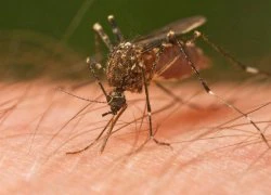 Phát hiện ca nhiễm Zika đầu tiên qua đường tình dục