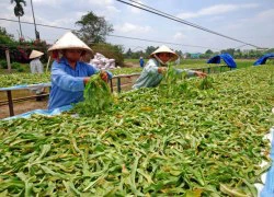 Phát triển cây dược liệu: Loay hoay "chọn mặt gửi vàng"