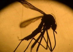 Phụ nữ có thai đầu tiên mắc virus Zika ở châu Âu