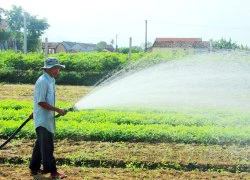 Thành công nhờ liều mình thuê đất trồng rau VietGAP