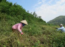 Trồng đậu đỏ "khoán trắng" cho... trời