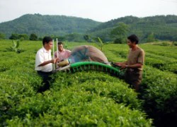 Tuyên Quang: Đẩy mạnh tín dụng cho nông nghiệp