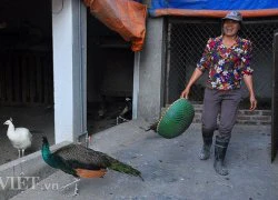 "Bí kíp" làm trang trại chim công vừa đẹp, vừa đơn giản