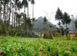 Bình yên thôn bản Lán Xì ngày xuân