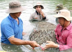 Cơ hội nào cho tôm, cá tra xuất khẩu?