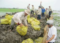 Dồn sức làm hạ tầng Tứ giác Long Xuyên