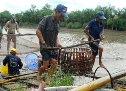 Giá cá tra giảm, giá tôm tăng nhẹ