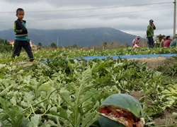 Gia Lai: Dưa hấu "đắng" vì mất mùa mất giá