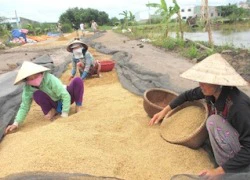 Giá lúa ĐBSCL tăng vọt, bà con nông dân mừng ra mặt