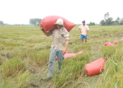 Giá lúa đông xuân tiếp tục tăng