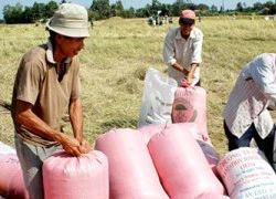 Giá lúa tăng mạnh, nông dân Tiền Giang phấn khởi