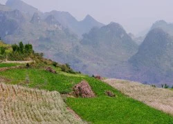 Hà Giang mùa này tam giác mạch đã hồng chưa?