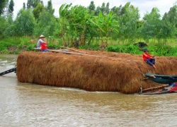 Hạn hán khốc liệt, dân miền Tây phải bán bò giá rẻ bèo