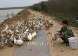 Hỏng đầm tôm, ông Đoàn Văn Vươn đi nuôi vịt sạch