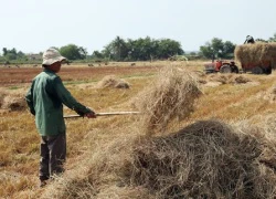 Khô hạn khốc liệt, rơm rạ quý như... vàng