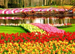 Lễ hội hoa Keukenhof tại Amsterdam