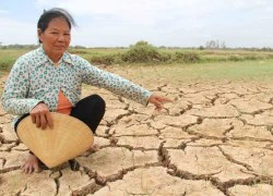 "Lúa khô cháy hết rồi, cho bò ăn mà bò còn... chê"