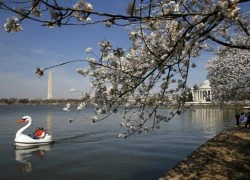 Ngắm hoa anh đào khoe sắc ở thủ đô Washington