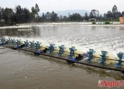 Nghệ An: Tôm vụ đông thua năng suất, thắng giá bán