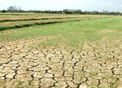 "Nhìn đồng lúa đang ngậm sữa chết dần mà đứt ruột đứt gan"