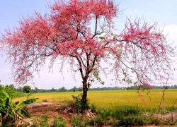 Tháng 3 về An Giang ngắm hoa ô môi khoe sắc