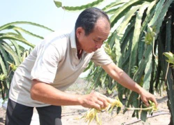 Thành triệu phú nhờ... thanh long