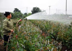 Thu nhập của nông dân tăng gần gấp đôi