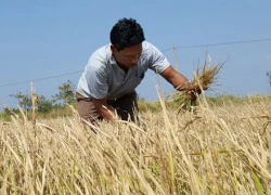 Ủy ban sông Mekong: 'Ít nhất 2 tuần nước từ Trung Quốc mới về Việt Nam'