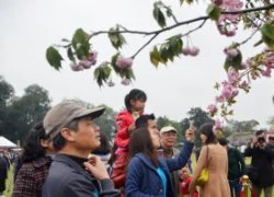 600 cành hoa anh đào sắp bung nở ở Hoàng Thành Thăng Long