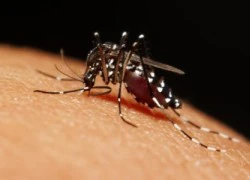 Brazil thử nghiệm thành công thảo dược chống virus Zika