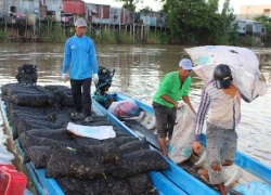 Đặt lợp cua đồng mùa nắng hạn kiếm bộn tiền